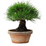 Pinus thunbergii, 17,5 cm, ± 15 ans