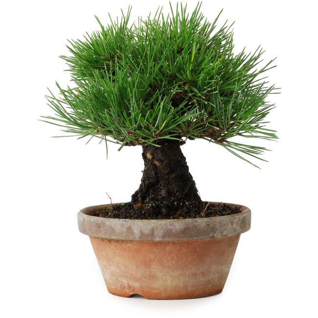 Pinus thunbergii, 17,5 cm, ± 15 jaar oud