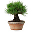 Pinus thunbergii, 17,5 cm, ± 15 ans