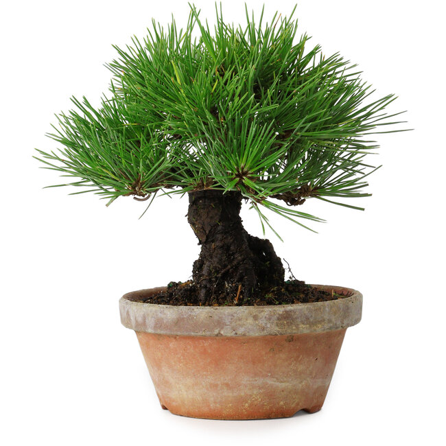 Pinus thunbergii, 17,5 cm, ± 15 jaar oud