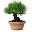 Pinus thunbergii, 17,5 cm, ± 15 jaar oud