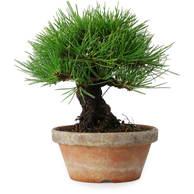 Pinus thunbergii, 17,5 cm, ± 15 jaar oud