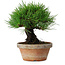 Pinus thunbergii, 17,5 cm, ± 15 ans