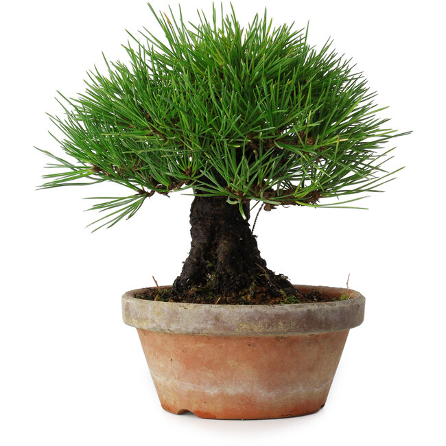 Pinus thunbergii, 17,5 cm, ± 15 jaar oud