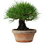 Pinus thunbergii, 17,5 cm, ± 15 jaar oud