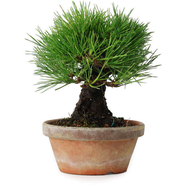 Pinus thunbergii, 17,5 cm, ± 15 jaar oud