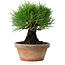 Pinus thunbergii, 17,5 cm, ± 15 ans