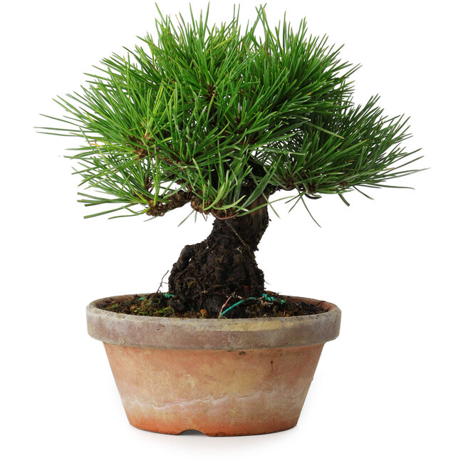 Pinus thunbergii, 17,5 cm, ± 15 jaar oud