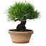 Pinus thunbergii, 17,5 cm, ± 15 jaar oud