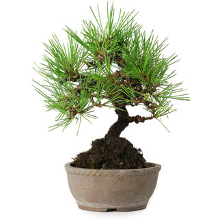 Pinus thunbergii, 17 cm, ± 15 jaar oud