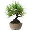 Pinus thunbergii, 17 cm, ± 15 jaar oud