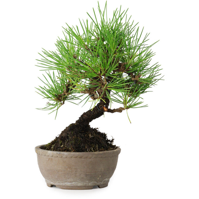 Pinus thunbergii, 17 cm, ± 15 jaar oud