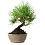 Pinus thunbergii, 17 cm, ± 15 jaar oud
