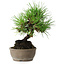 Pinus thunbergii, 17 cm, ± 15 ans