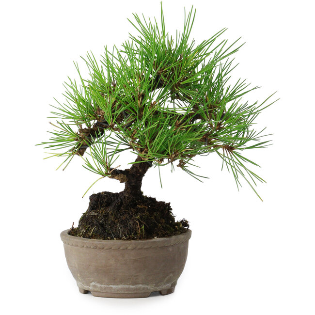 Pinus thunbergii, 17 cm, ± 15 jaar oud