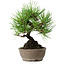 Pinus thunbergii, 17 cm, ± 15 jaar oud