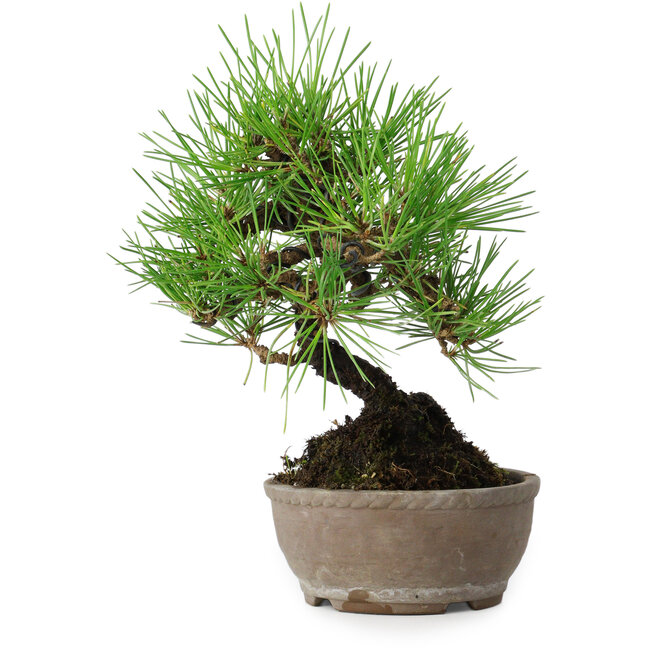 Pinus thunbergii, 17 cm, ± 15 jaar oud