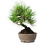 Pinus thunbergii, 17 cm, ± 15 jaar oud
