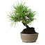 Pinus thunbergii, 17 cm, ± 15 jaar oud
