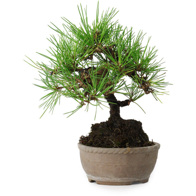 Pinus thunbergii, 17 cm, ± 15 jaar oud
