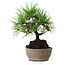 Pinus thunbergii, 17 cm, ± 15 jaar oud