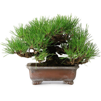 Pinus thunbergii, 16,5 cm, ± 20 jaar oud