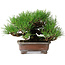 Pinus thunbergii, 16,5 cm, ± 20 ans