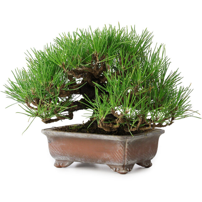 Pinus thunbergii, 16,5 cm, ± 20 años