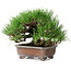 Pinus thunbergii, 16,5 cm, ± 20 ans