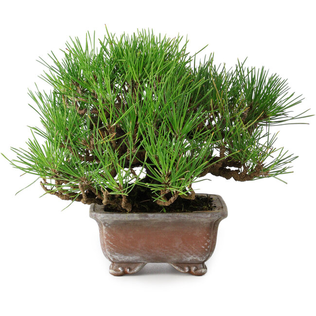Pinus thunbergii, 16,5 cm, ± 20 ans
