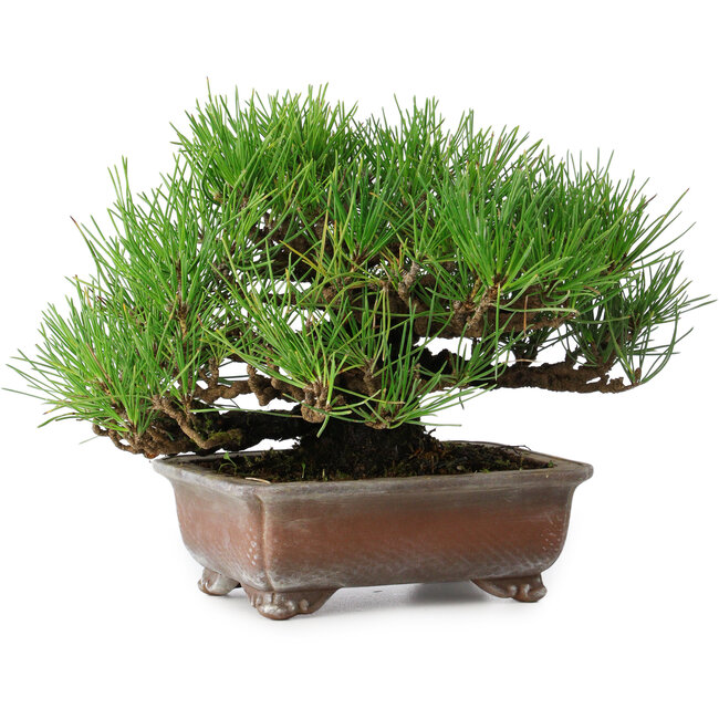 Pinus thunbergii, 16,5 cm, ± 20 años