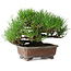 Pinus thunbergii, 16,5 cm, ± 20 jaar oud