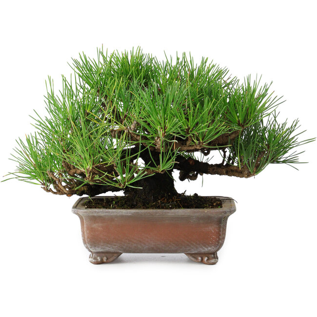 Pinus thunbergii, 16,5 cm, ± 20 anni