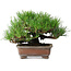 Pinus thunbergii, 16,5 cm, ± 20 jaar oud