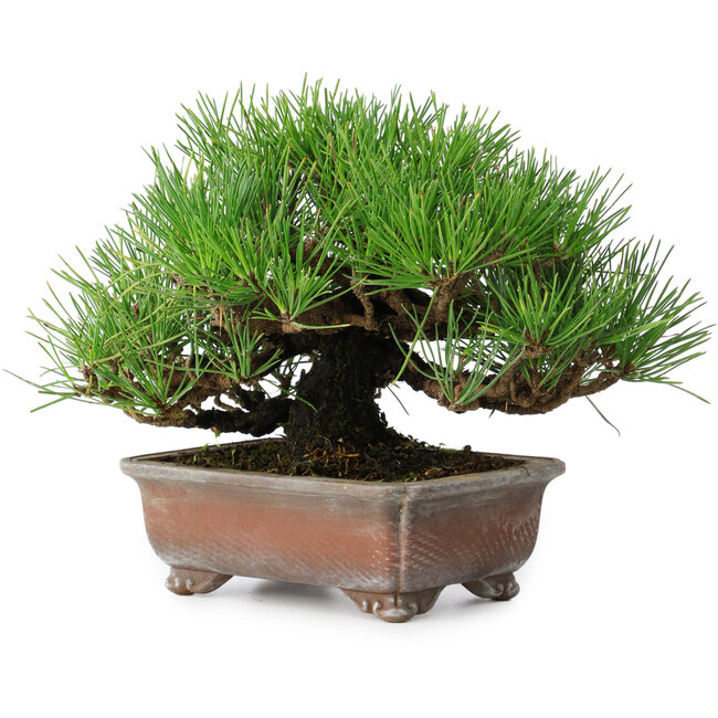 Pinus thunbergii, 16,5 cm, ± 20 Jahre alt