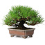 Pinus thunbergii, 16,5 cm, ± 20 jaar oud