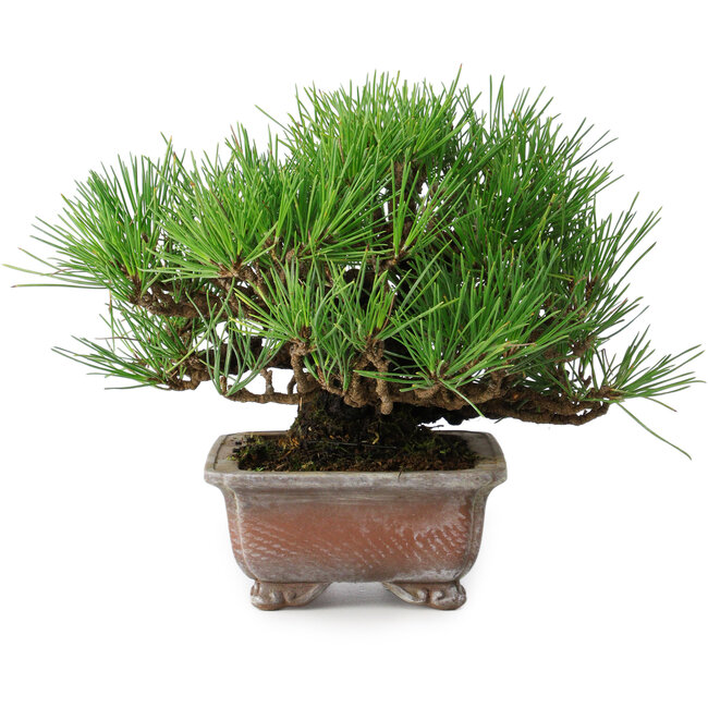 Pinus thunbergii, 16,5 cm, ± 20 jaar oud
