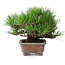 Pinus thunbergii, 16,5 cm, ± 20 ans
