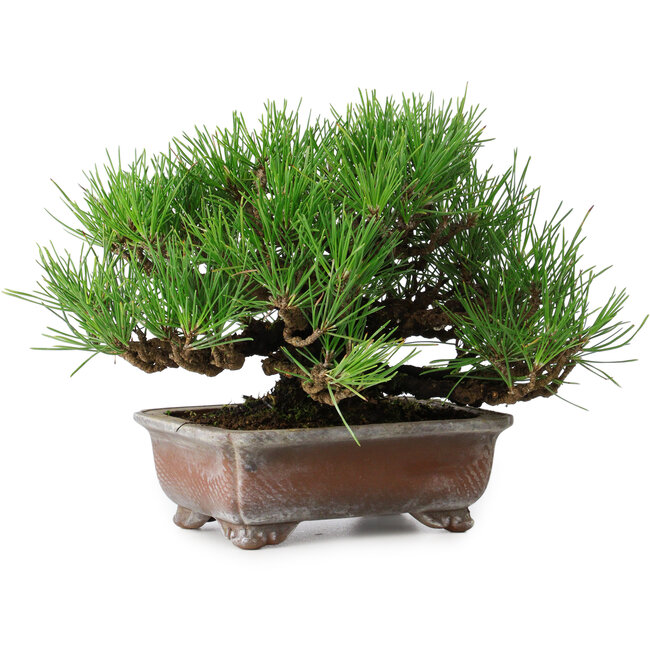 Pinus thunbergii, 16,5 cm, ± 20 años