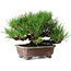 Pinus thunbergii, 16,5 cm, ± 20 ans
