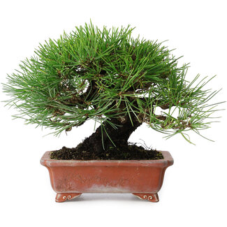 Pinus thunbergii, 18 cm, ± 15 jaar oud