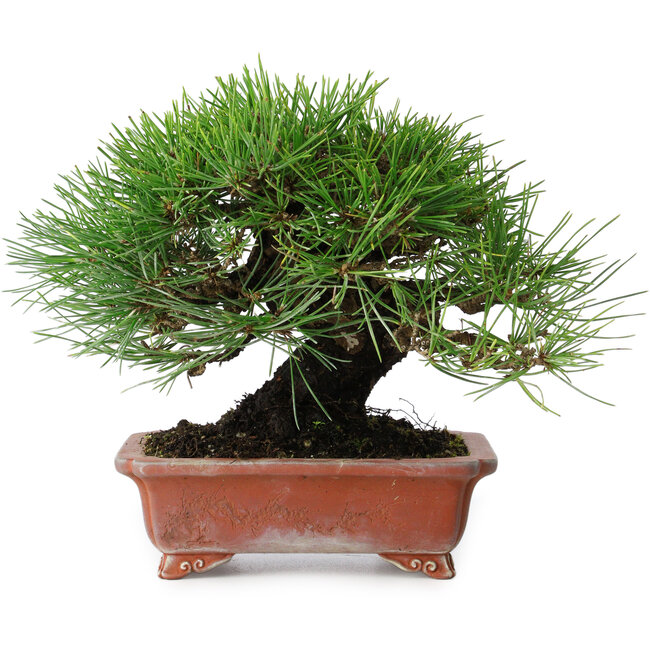 Pinus thunbergii, 18 cm, ± 15 jaar oud, in een handgemaakte Japanse pot
