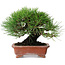 Pinus thunbergii, 18 cm, ± 15 ans, dans un pot japonais fait main