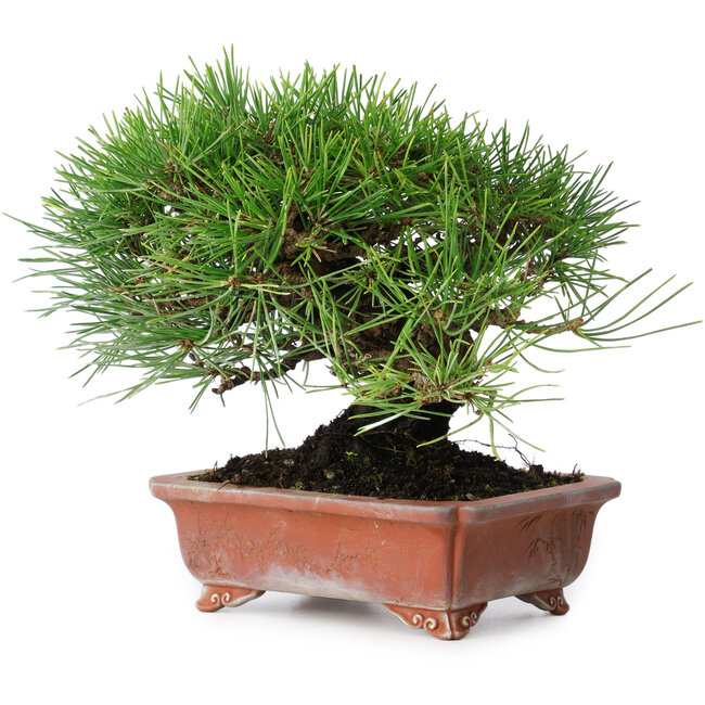 Pinus thunbergii, 18 cm, ± 15 ans, dans un pot japonais fait main