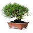 Pinus thunbergii, 18 cm, ± 15 jaar oud, in een handgemaakte Japanse pot