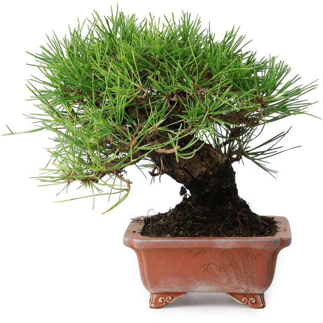 Pinus thunbergii, 18 cm, ± 15 years old, in a handmade Japanese pot