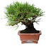 Pinus thunbergii, 18 cm, ± 15 jaar oud, in een handgemaakte Japanse pot