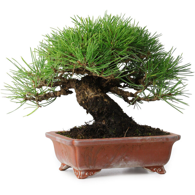 Pinus thunbergii, 18 cm, ± 15 años, en maceta japonesa hecha a mano