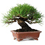Pinus thunbergii, 18 cm, ± 15 jaar oud, in een handgemaakte Japanse pot