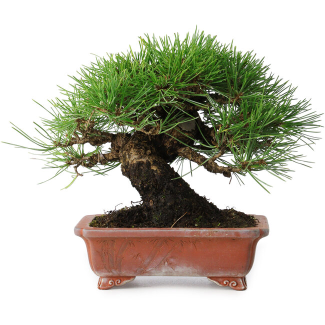 Pinus thunbergii, 18 cm, ± 15 years old, in a handmade Japanese pot